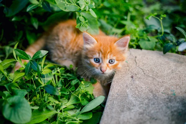 Niedliches Rotes Kätzchen Gras — Stockfoto