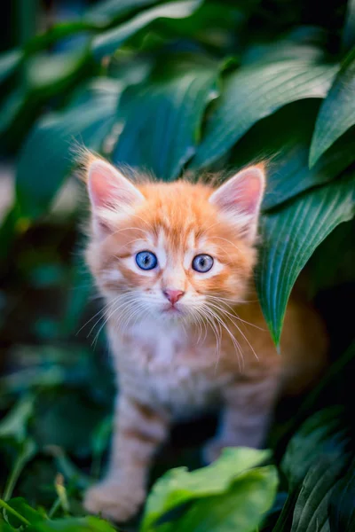 Çim de sevimli kırmızı kedi.