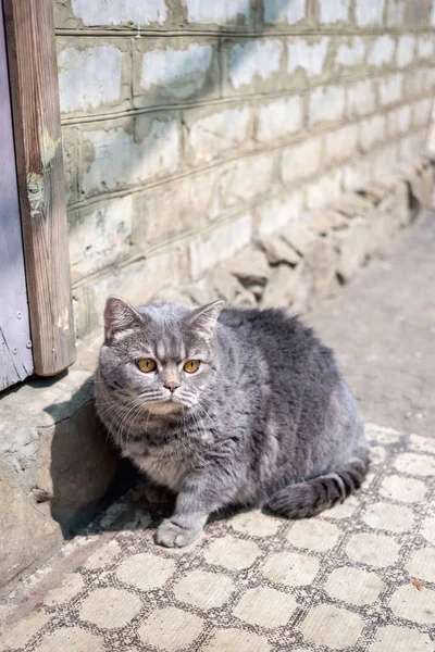 Köyde Turuncu Gözlü Büyük Gri Kedi — Stok fotoğraf