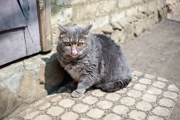 Köyde Turuncu Gözlü Büyük Gri Kedi — Stok fotoğraf