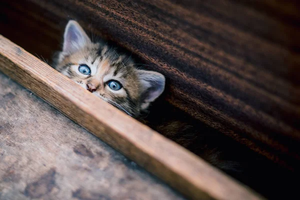 Cute Grey Little Tabby Kitten — Stock Photo, Image