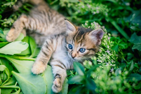 Niedliches Gestromtes Kleines Kätzchen Gras — Stockfoto