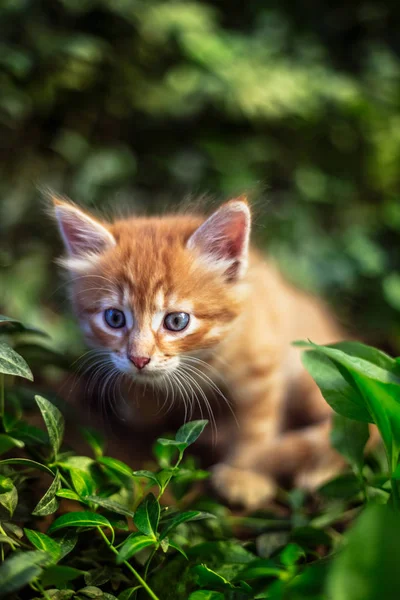 Çim de sevimli kırmızı kedi.