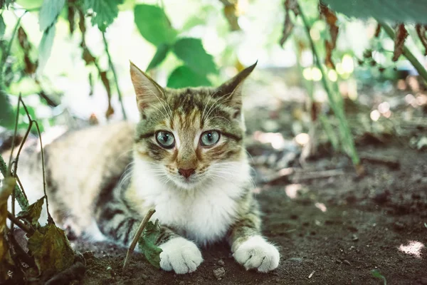 庭に赤い猫 トーンダウンのスタイル写真 — ストック写真