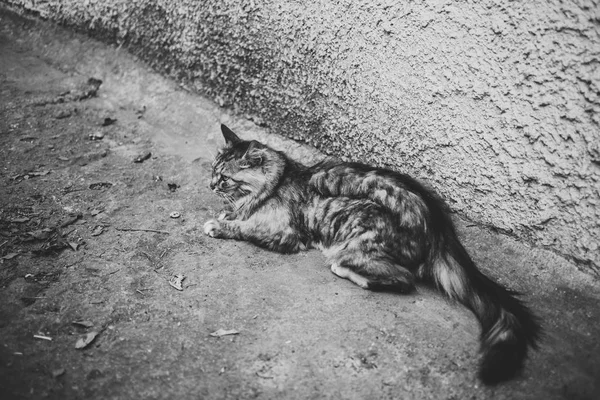 Krásná Šedá Kočka Leží Zemi Vesnici Stylové Černobílé Foto — Stock fotografie