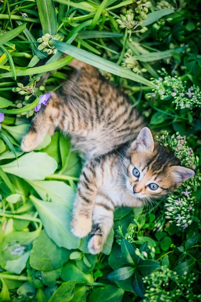Cute Tabby Little Kitten Grass — Stock Photo, Image