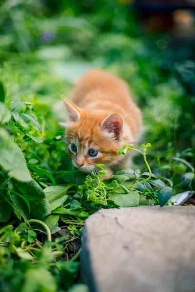 Симпатичный Рыжий Котенок Траве — стоковое фото