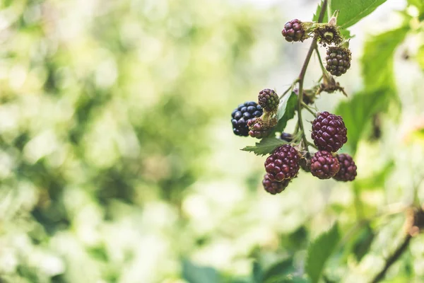 Verse Biologische Bramen Aan Struik — Stockfoto