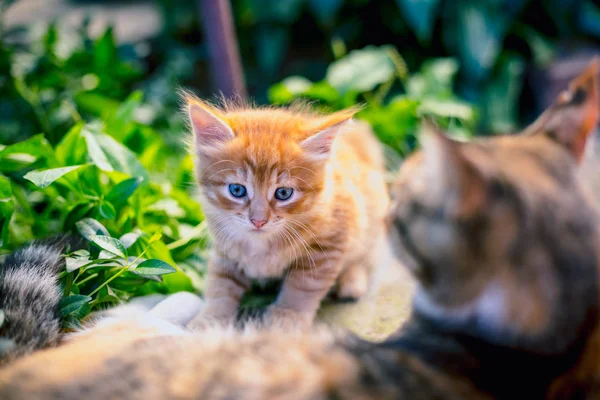 赤髪の子猫と彼の母 — ストック写真