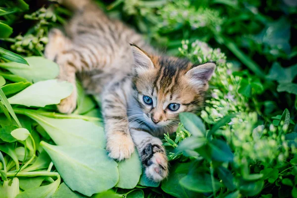 Bonito Tabby Pouco Gatinho Grama — Fotografia de Stock