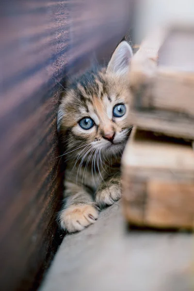 かわいいグレー子猫平織り — ストック写真