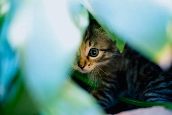 Cute Tabby Little Kitten Grass — Stock Photo, Image