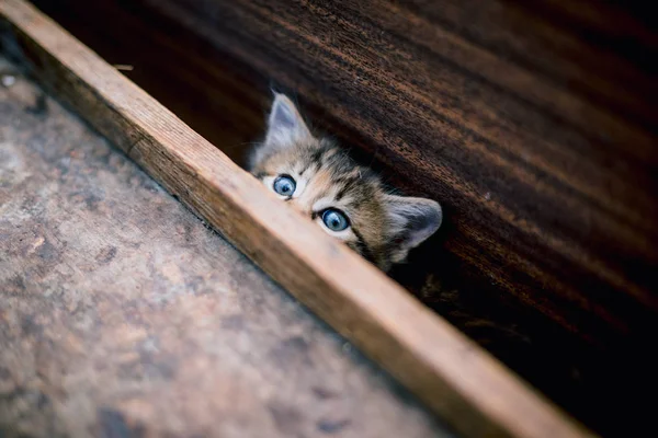 Bonito Cinza Pouco Tabby Gatinho — Fotografia de Stock