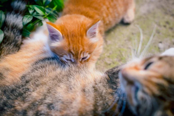 Red Haired Cat Feeds Red Haired Kitten — Stock Photo, Image