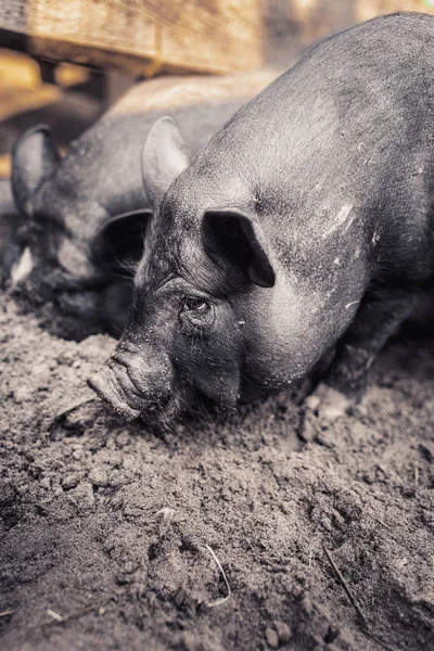 农场里的越南黑猪 — 图库照片