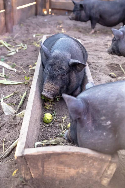 Black Vietnamese pigs on the farm.
