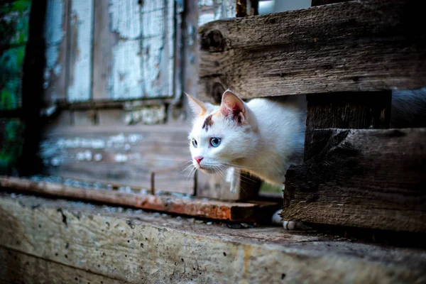 Sevimli Beyaz Kedi Ahşap Bir Çit Delik Dışında Seyir — Stok fotoğraf