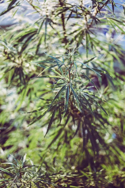 Kırsal kesimde taze kenevir yetişir.