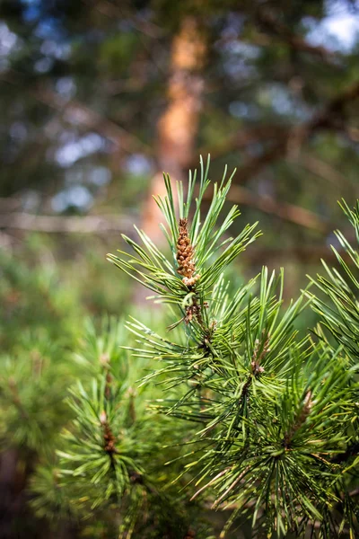 Young Pine Cones Green Needles — Stock Photo, Image