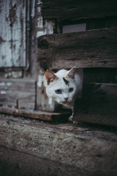 Carino Gatto Bianco Che Guarda Fuori Buco Una Recinzione Legno — Foto Stock