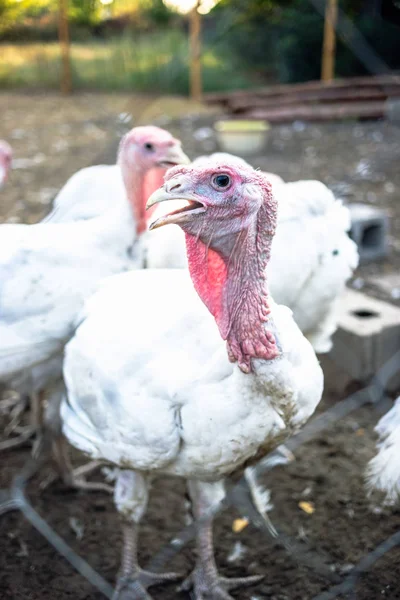Large white turkeys behind the grid on a rural farm.