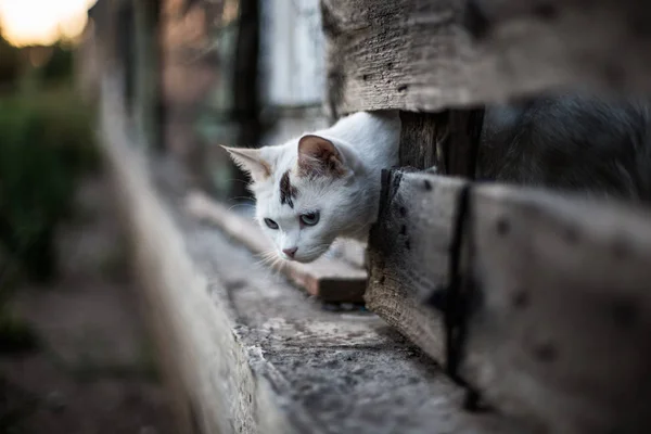 Cute White Cat Looking Out Hole Wooden Fence — Stock Photo, Image