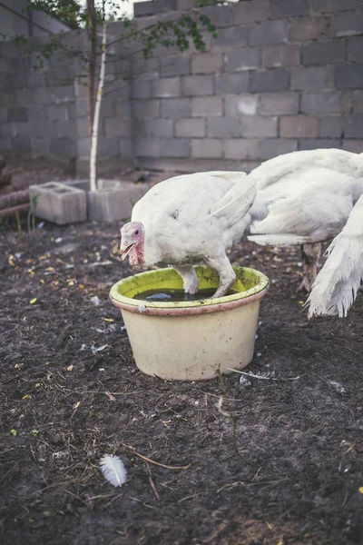White Turkeys Farm — Stock Photo, Image