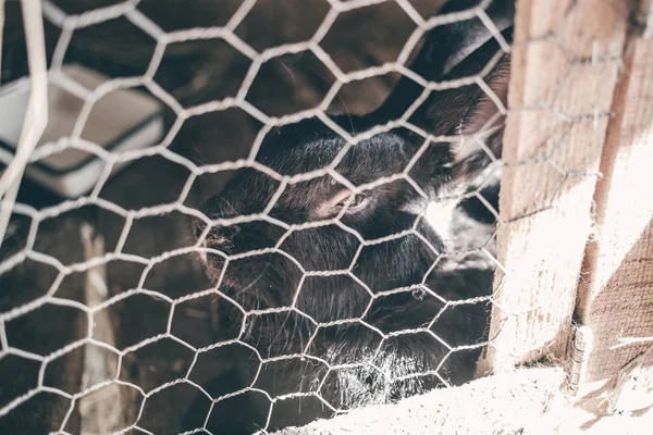 Rabbit in the cage. Breeding of domestic animals.