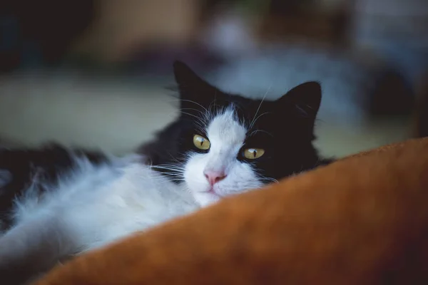 Vacker Svart Och Vit Katt Ligg Kudden — Stockfoto