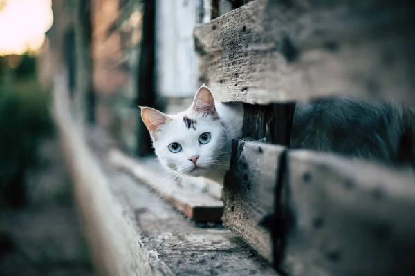 Ładny Kot Biały Patrząc Otworem Drewnianym Płotem — Zdjęcie stockowe