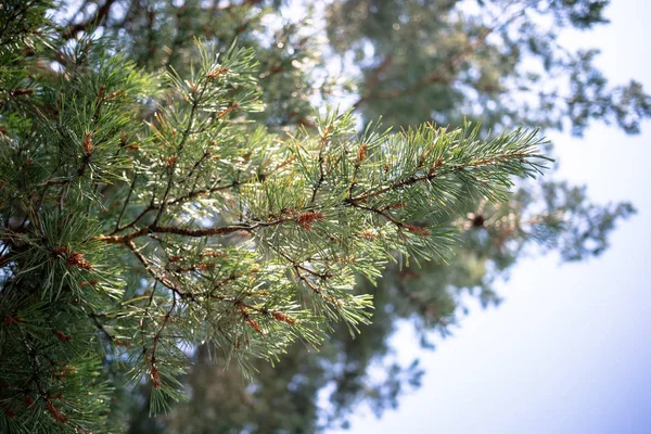 Jonge Dennenappels Groene Naalden — Stockfoto