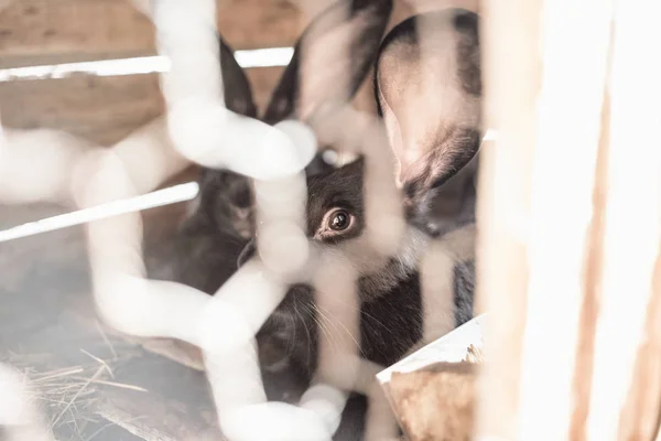 Coelho Gaiola Criação Animais Domésticos — Fotografia de Stock