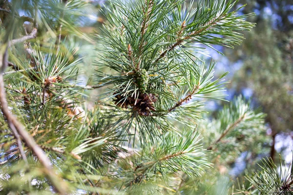 Vecchia Pigna Sull Albero — Foto Stock