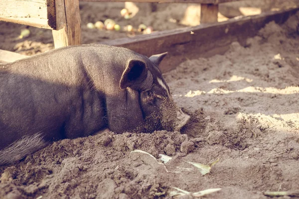 A little black pig is lying on the ground in a pigsty.