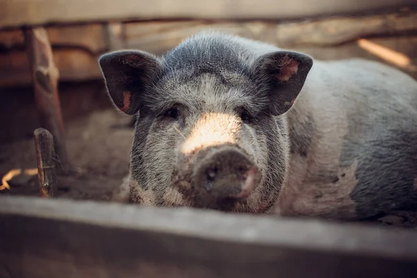 Grande Porco Branco Fazenda — Fotografia de Stock