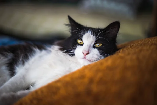 Vacker Svart Och Vit Katt Ligg Kudden — Stockfoto