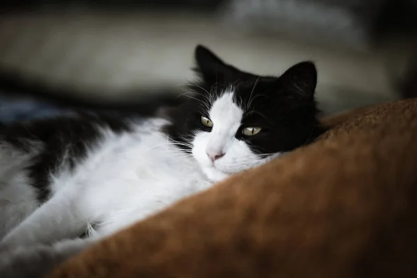 Vacker Svart Och Vit Katt Ligg Kudden — Stockfoto