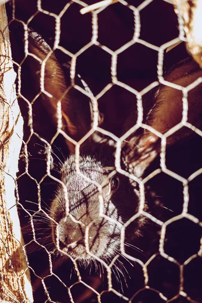 Rabbit in the cage. Breeding of domestic animals.