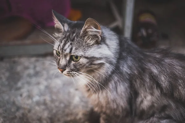 Porträt Einer Schönen Grauen Katze — Stockfoto