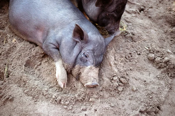 A little black pig is lying on the ground in a pigsty.