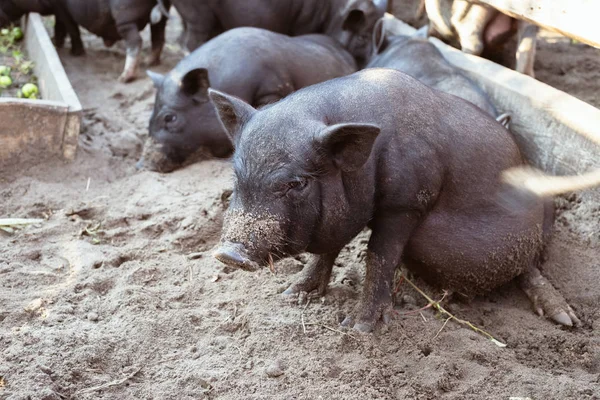 Porcos Negros Vietnamitas Fazenda — Fotografia de Stock