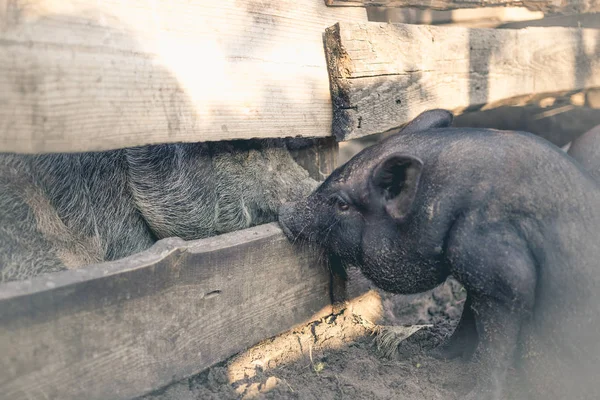 Μαύρα Βιετναμέζικα Γουρούνια Στο Αγρόκτημα — Φωτογραφία Αρχείου