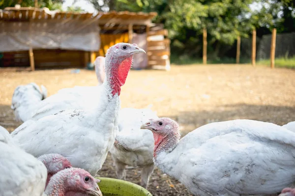 stock image White turkeys on the farm.