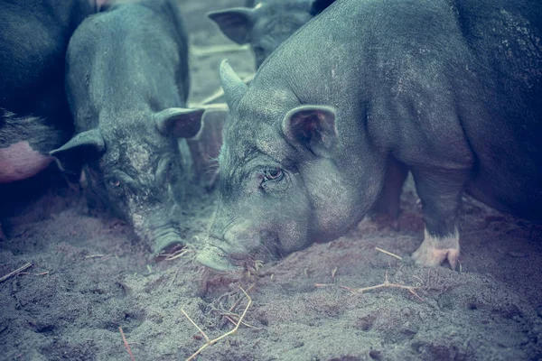 Black Vietnamese pigs on the farm.