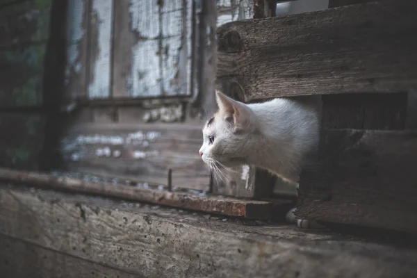 Sevimli Beyaz Kedi Ahşap Bir Çit Delik Dışında Seyir — Stok fotoğraf