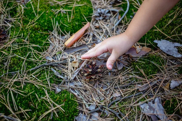 Een Kind Probeert Nemen Van Een Dennenappel Uit Grond — Stockfoto