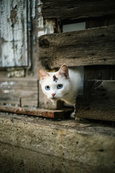 Lindo Gato Blanco Mirando Por Agujero Una Valla Madera —  Fotos de Stock
