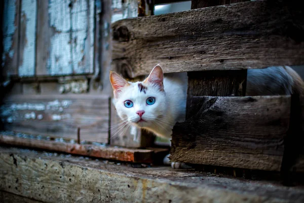 Lindo Gato Blanco Mirando Por Agujero Una Valla Madera —  Fotos de Stock