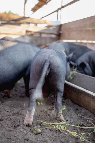 Black Vietnamese pigs on the farm.