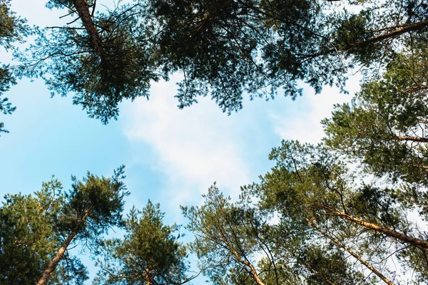 Vue Bas Des Arbres Dans Forêt Pins Été — Photo